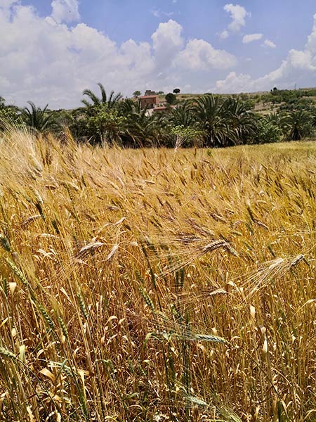 coltivazione del grano antico in bio in sicilia